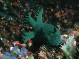 Nembrotha milleri1.JPG