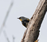 Audubon Warbler