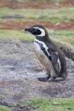 6  Magallenic Penguin.jpg