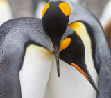 36 King Penguins courting.jpg