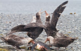 39 Giant Petrels eating killed King.jpg