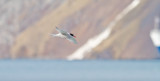Antarctic tern female.jpg