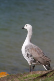 Upland Goose- male.jpg