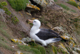 Albatross building nest.jpg