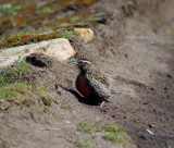 Meadowlark Longtailed female.jpg