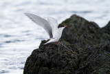 Anarctic tern  female.jpg