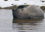 Elephant seal weaner flipper in mouth.jpg