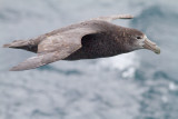 Giant Southern Petrel.jpg