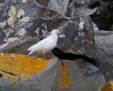 Snowy Sheathbill on rocks.jpg