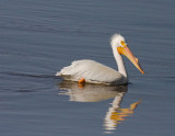 Great White Pelican