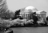 Jefferson Memorial among the Cherry Blossoms