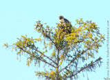 Red-tailed Hawk