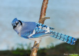 Blue Jay