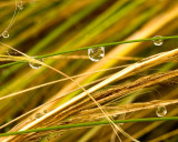 Rain Drops