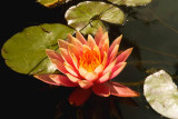 Water Lily