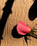 Rose With Shadows