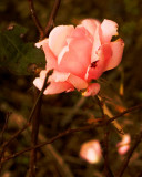 A Rose Among The Thorns