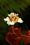 Dainty White Flower