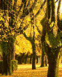 A Walk In The Park