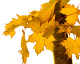 Falling Leaf