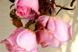Last Of The Roses