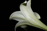 Easter Lily