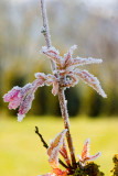 Pink Frosting