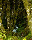 Small Mountain Stream