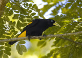 Yellow-rumped-Cacique.jpg