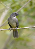 Greyish-Saltator2.jpg