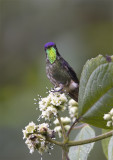 Purple-backed-Thornbill2.jpg