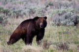 Grizzly Bear