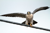Adult Peregrine Falcon