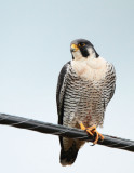 Adult Peregrine Falcon (Tundra?)