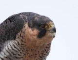 Peregrine Falcon Profile( Anatum or Peales)