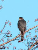 Sharp Shinned Hawk