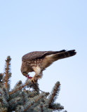 Merlin and Prey