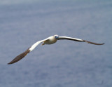 Red Footed Booby