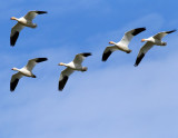 Snow Geese