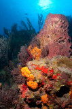 Reef Scene