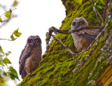 Great Horned Owlets