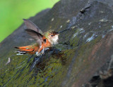 Rufous Hummingbird Bathing