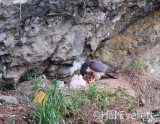 Peregrine parent, shredding prey into small strips for the eager chicks(note bill in prey)