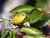 Orange  Crowned Warbler