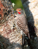 Northern Flicker, Male