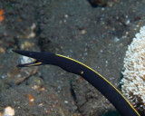 Juvenile Blue Ribbon Eel