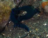 Mating Nudibranchs