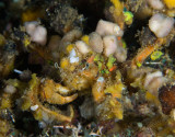 Decorator Crab