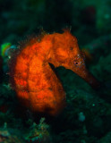 Red Seahorse Profile