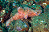 Nudibranch